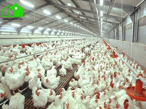 Modern Poultry Farm