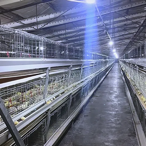 Automated Layer Chicken House Systems | 95% Egg Production Efficiency